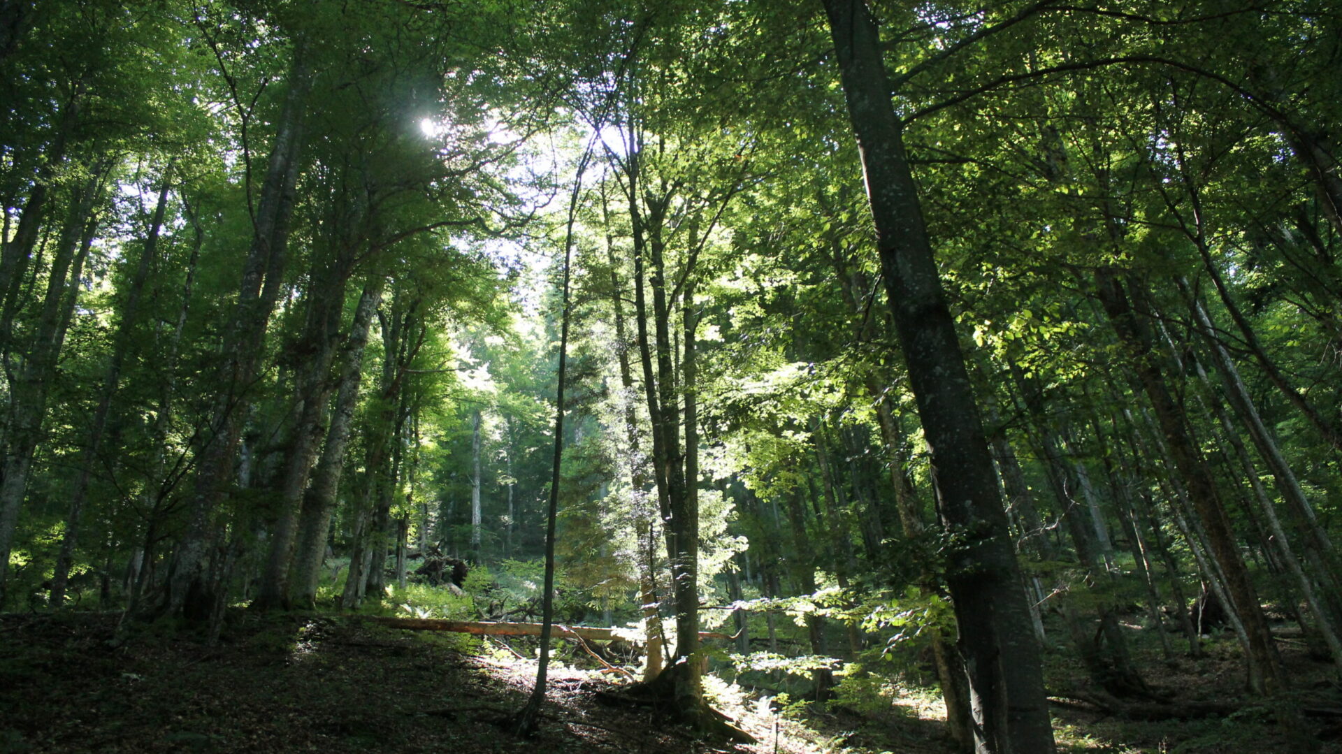 Marina Schwarz Consulting